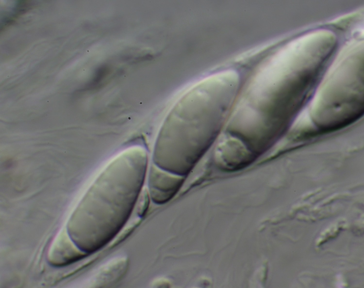 Представитель Семейства Apiosporaceae